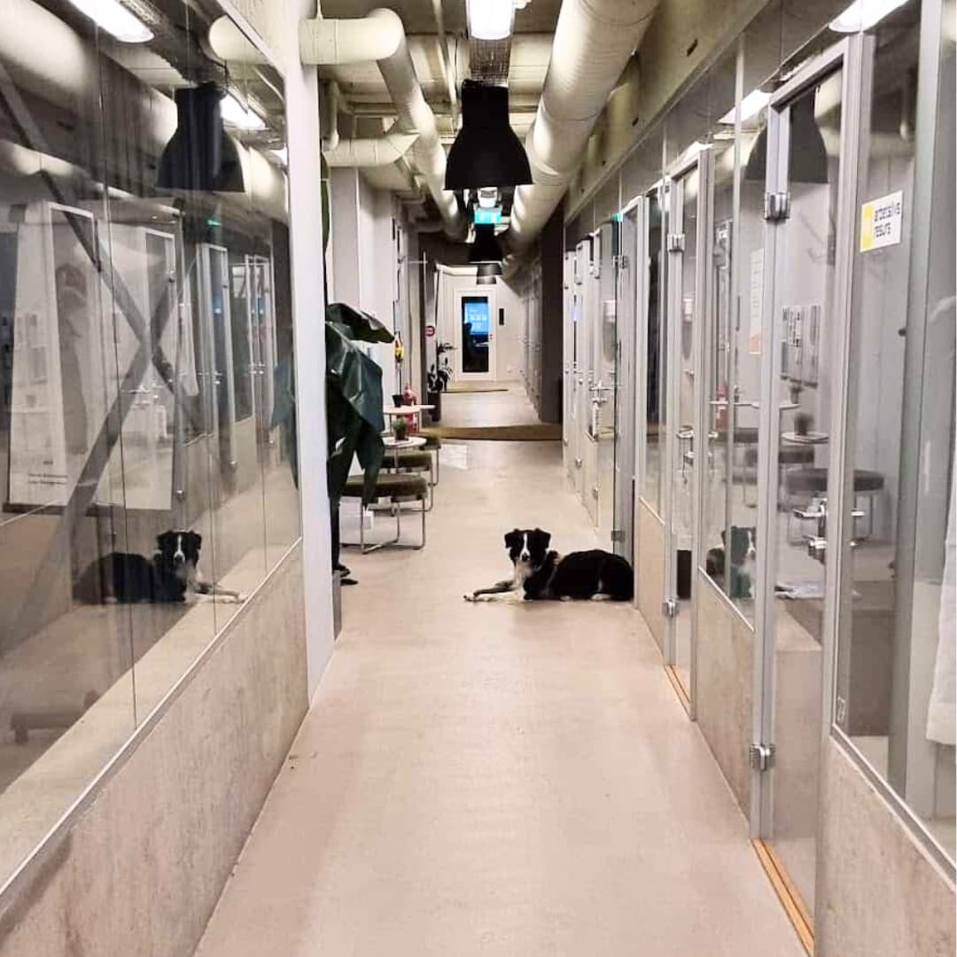 A dog resting on the floor in an office space