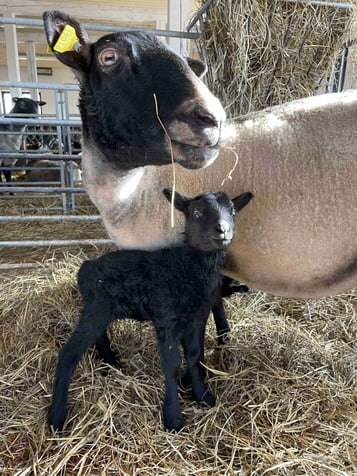 Black lamb standing beside its mother sheep in a barn with hay