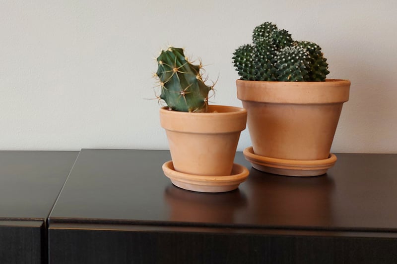 Cacti-in-the-office
