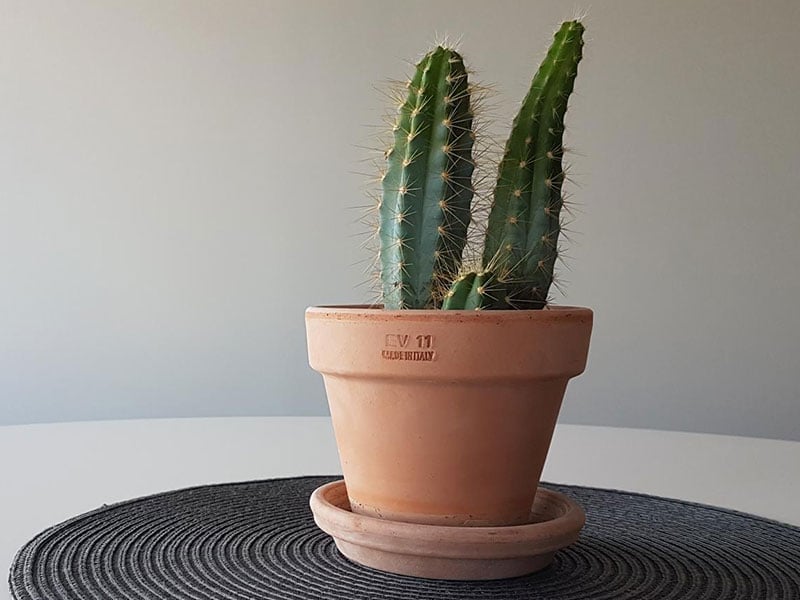 A cactus on a table at the Zooma office