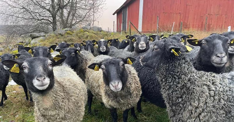 From London life to Swedish countryside: Meet Doug