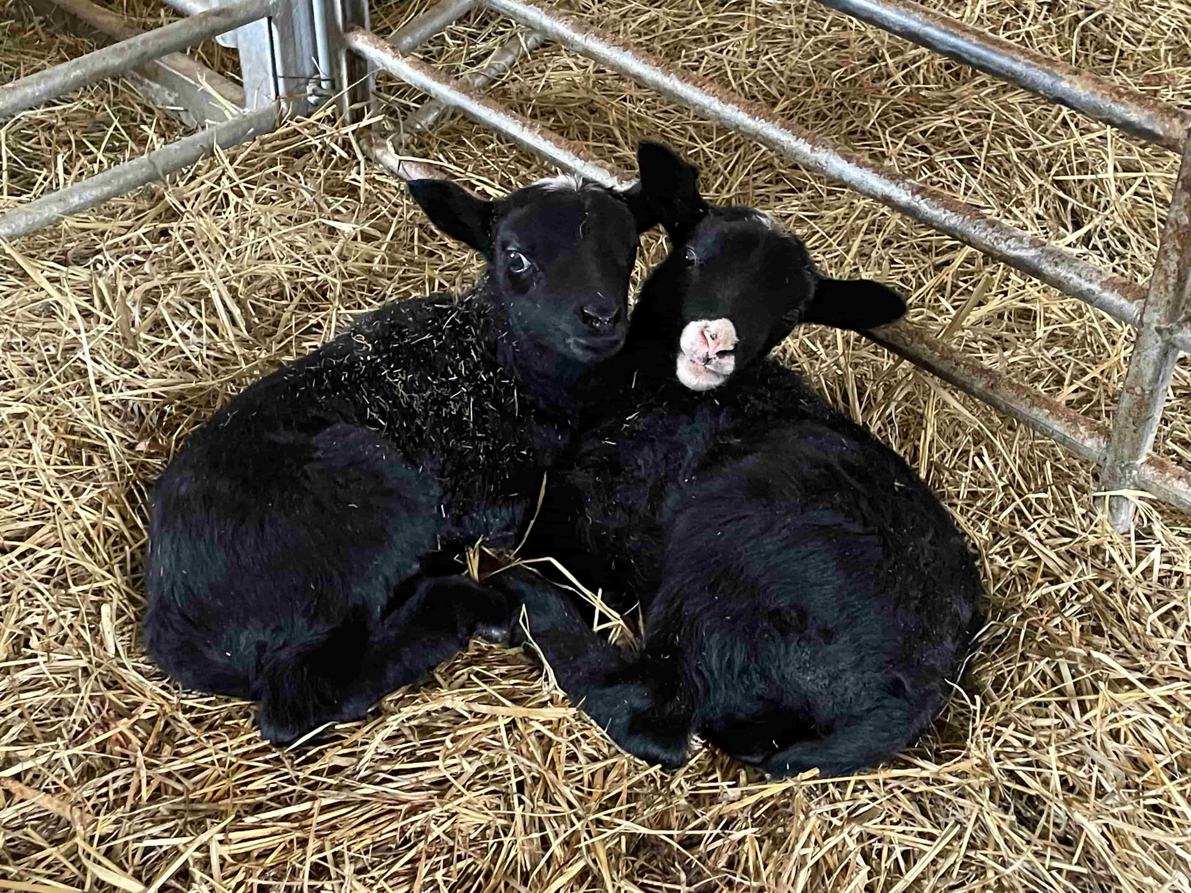 Two black lambs cuddled together on straw bedding in a barn